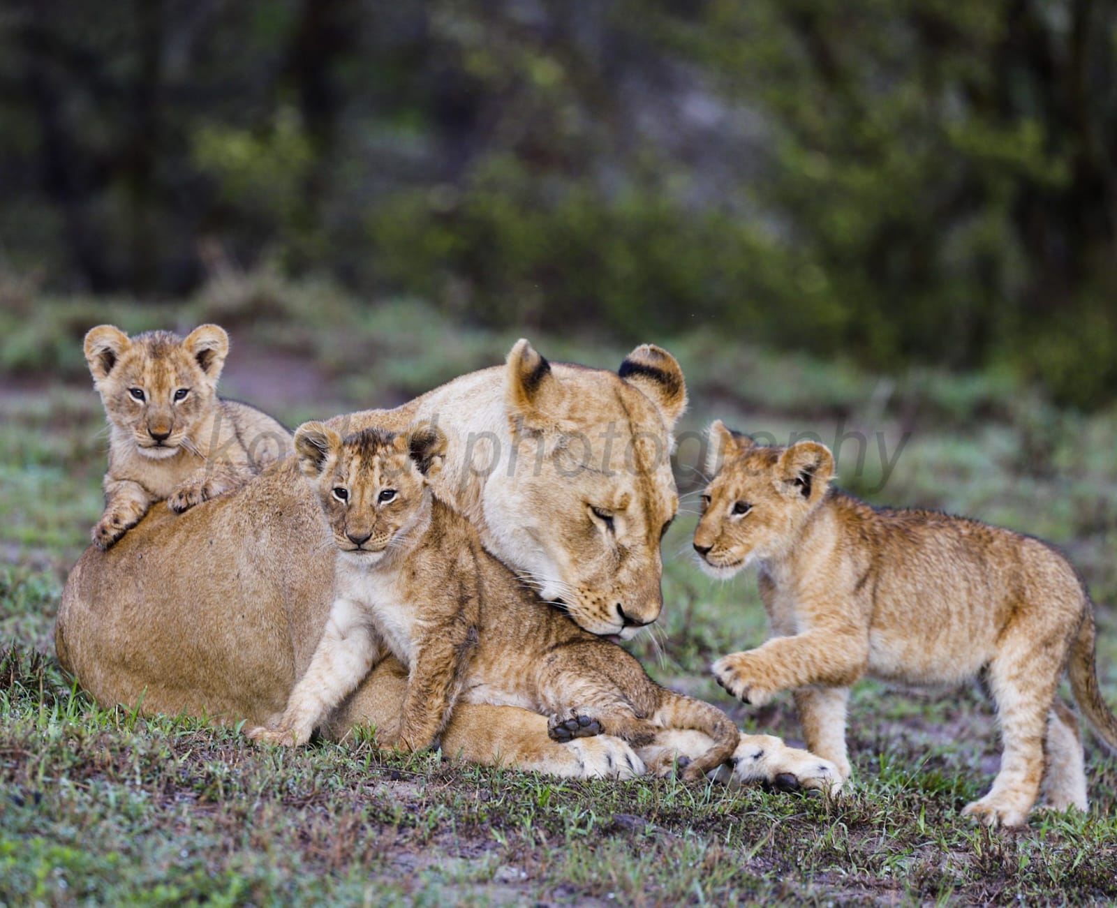 11 Days |  Wildlife Wonders  of Laikipia